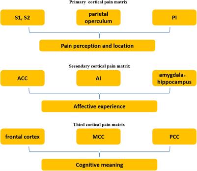 Neural Mechanisms With Respect to Different Paradigms and Relevant Regulatory Factors in Empathy for Pain